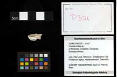 Foto (Objekt + Etiketten) von Goniodromites sp. 